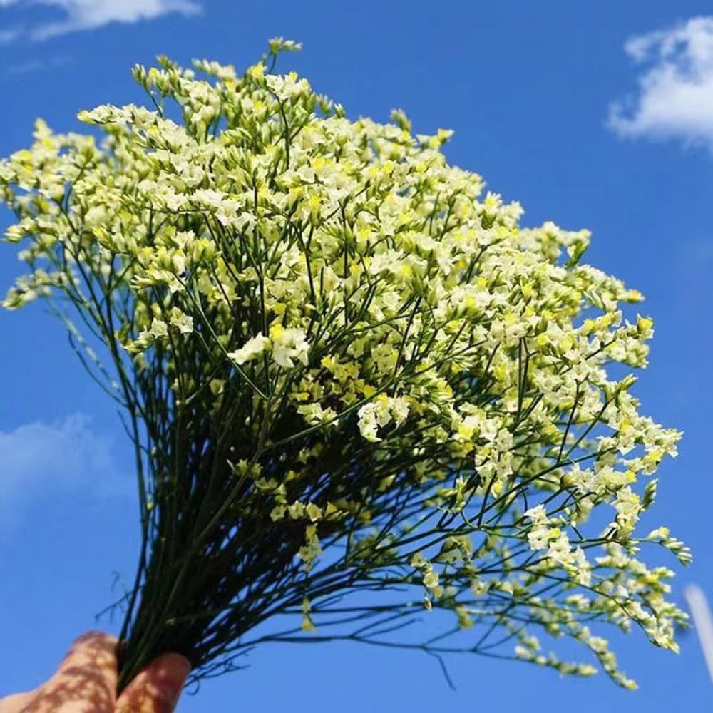 Everlasting flower crystal grass dried flower pampas grass DIY material high borosilicate glass cup filling does not wither