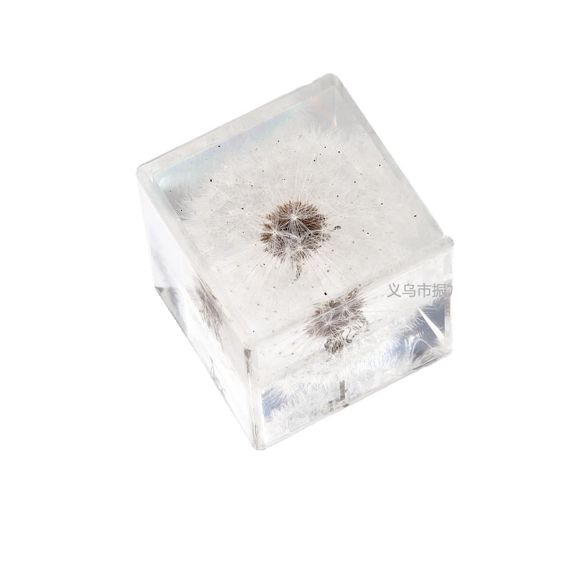 Zhongkun Factory Insect World Dandelion Real Plant Specimen Cross-border Hot Selling Drop Shipping Teaching Aid