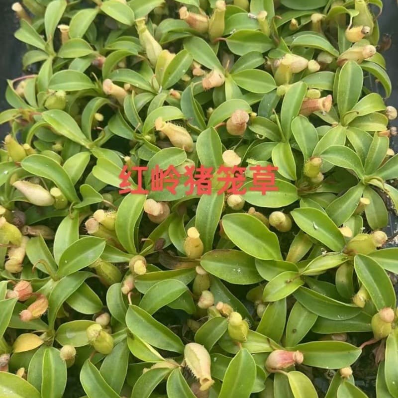 Red Ridge Pitcher Plant Carnivorous Plant Fun Succulent Green Plant Potted Venus Flytrap Mosquito Repellent Plant Man-Eating Plant Factory Direct Supply