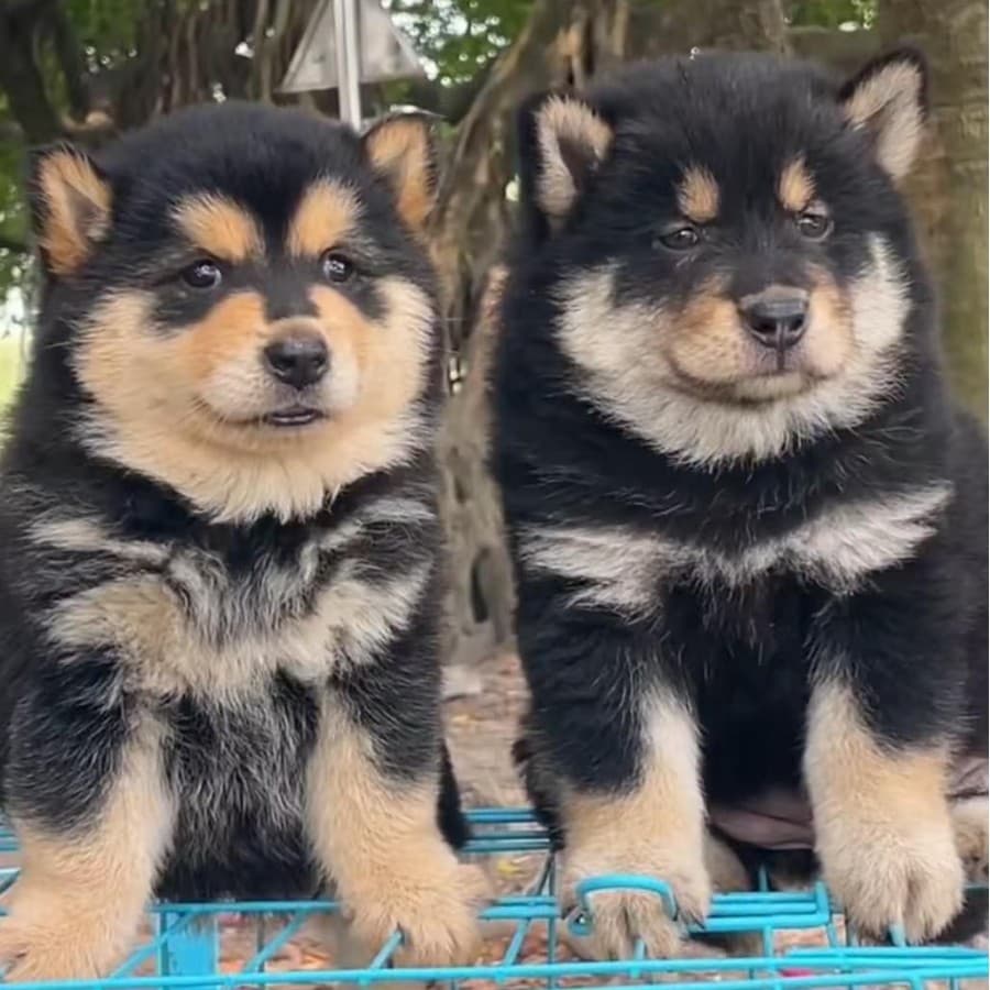 Guangxi native hound four-eyed iron-clad gold-plated puppies purebred Chinese pastoral dog live housekeeping pet dog wholesale