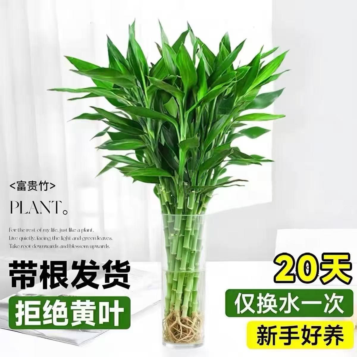 Rooted rich bamboo hydroponic plants living room New Year decoration flowers and green plants potted water bamboo Guanyin bamboo Wenchang bamboo