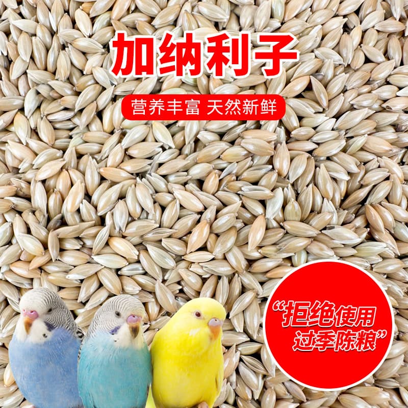 Parrot bird food Canary white-pointed millet canary black phoenix tiger skin cold-resistant oriole high protein bird food