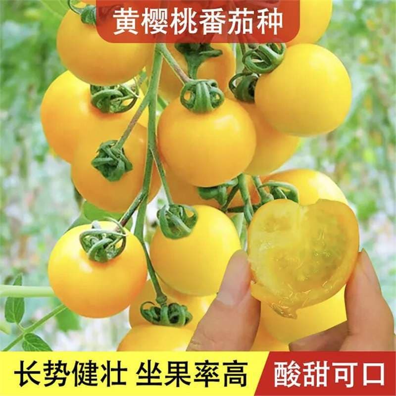 [Yellow Honey Pearl Tomato Seeds] Spring vegetable rare and precious high-sweetness fruit yellow cherry tomato seeds