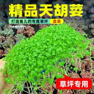 Aquarium Hydrocotyle sibthorpioides Carpet Plant Mesh Pad Dwarf Baby Tears Ground Cover Water Purifying Aquatic Plant