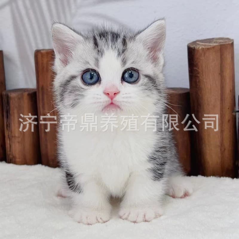 American Shorthair Purebred Cat, Tabby Cat, Munchkin Cat, Pet Cat, American Shorthair White and Silver Tabby Kitten