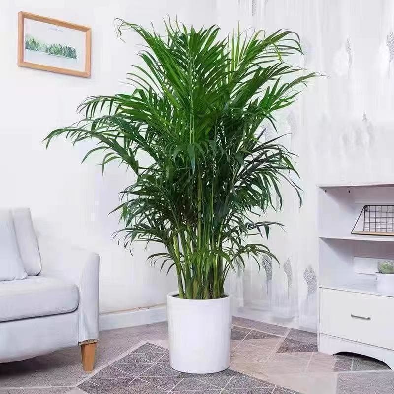 Areca Palm, Potted Plant, Lucky Money Tree, Potted Schefflera, Potted Fiddle Leaf Fig
