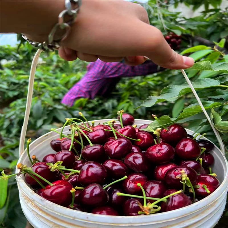 Early Maturing Qizao Large Cherry Seedling Dwarf Cherry Seedling Base Early Market Good Price Cherry Variety Frisco