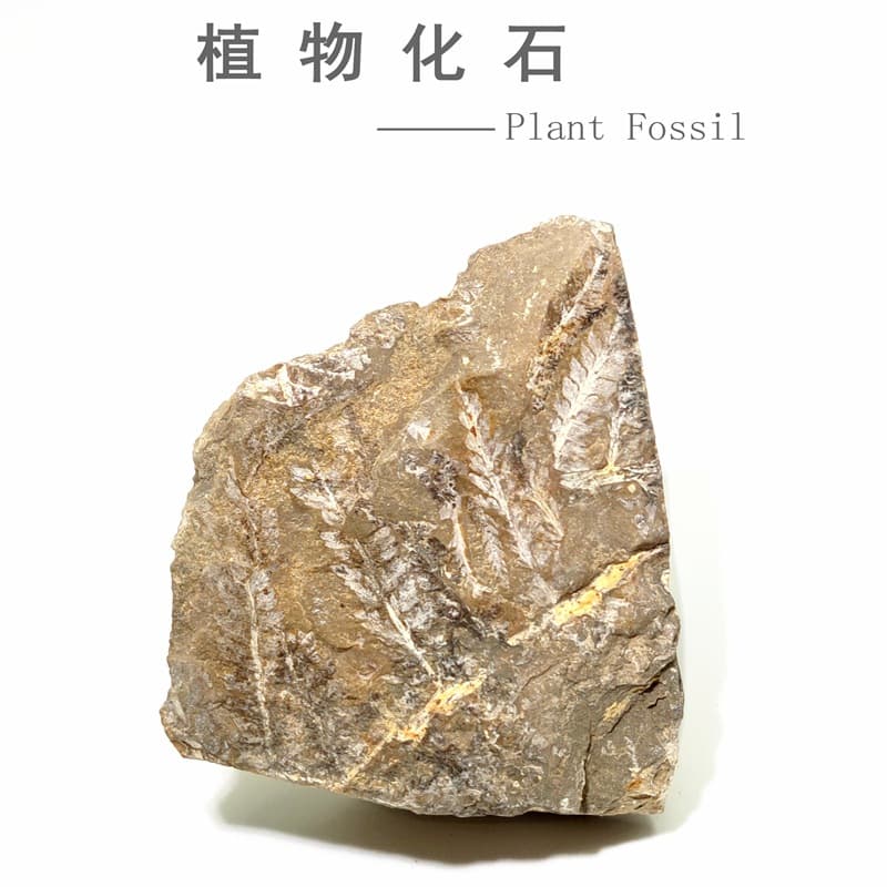 Natural Permian Plant Fossil Branch Vein Fern Fossil Raw Stone Ancient Plant Fossil Specimen Science Education Display Piece