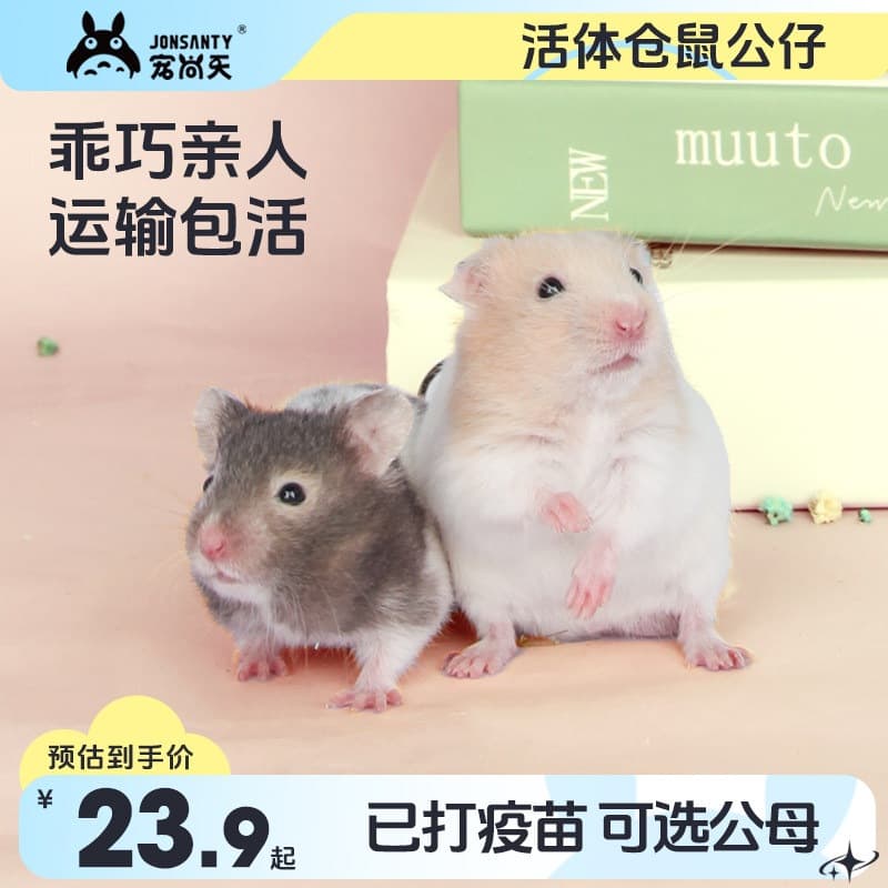 Pet Shangtian little hamster live belt has been vaccinated and comes with a cage and a golden bear package with complete supplies
