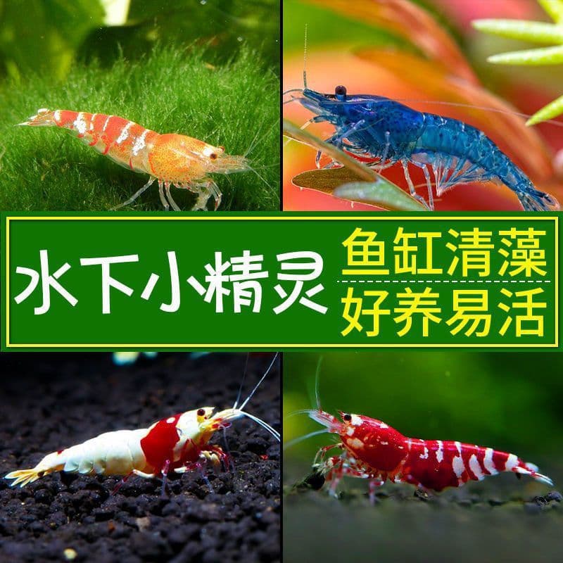 Ornamental Shrimp Freshwater Shrimp Algae Eating Shrimp Cleaner Shrimp Aquarium Tool Shrimp Crystal Shrimp Pet Easy to Keep Black Shell Cherry Shrimp