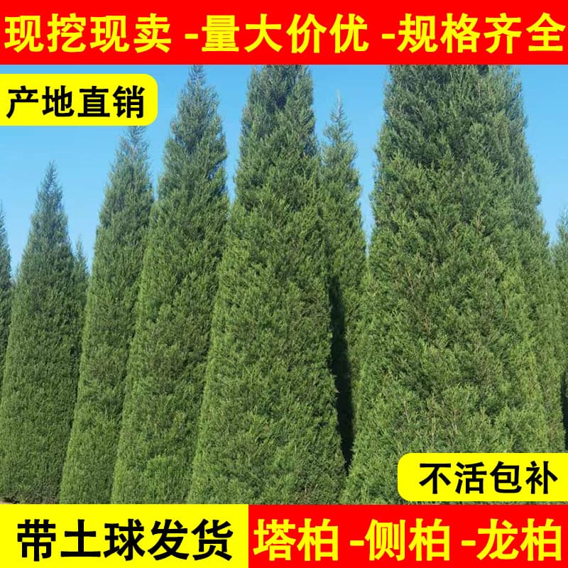 Tower cypress saplings Cypress saplings Arborvitae saplings Hinoki cypress saplings Juniper pine saplings Dragon cypress saplings Cypress pine trees greening