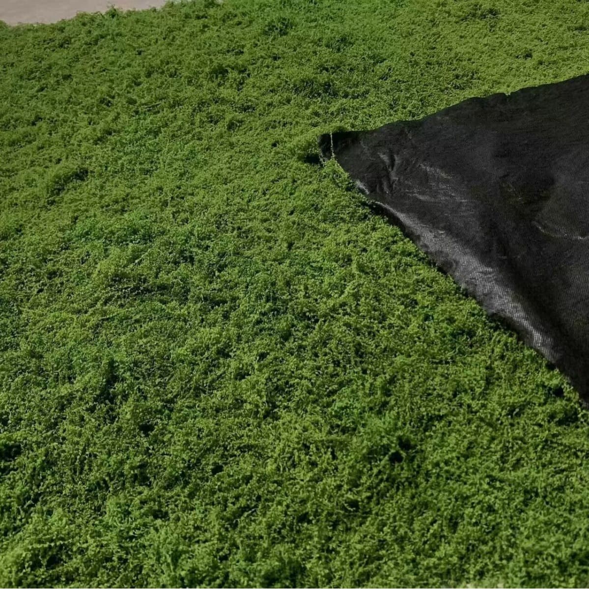 Artificial White Hair Moss Filamentous Moss Lawn Green Plant Artificial Wool Moss Green Moss Landscape Layout Lawn Bonsai Potted Plant