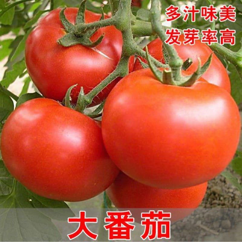Super sweet red tomato seeds, suitable for balcony planting in spring and autumn. Wholesale vegetable and fruit seeds.