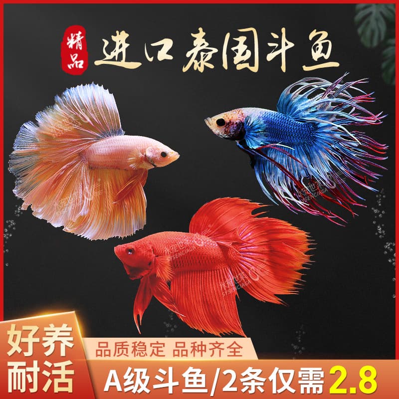 Thai Betta Fish Halfmoon Veiltail Live Tropical Ornamental Fish, King Plakat, Big Ear, Candy Plakat, Night Market Stall