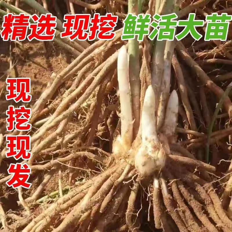 Asparagus root seedlings, freshly dug new asparagus seedlings, three-year seedlings, four-season planting vegetable seedlings, edible garden vegetable garden balcony potted