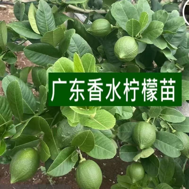 Wholesale Lemon Tree Seedlings Guangdong Seedless Fragrant Lemon Seedlings Four-Season Fruiting Green Lemon Seedlings Wholesale Hot Selling for Tea Shops