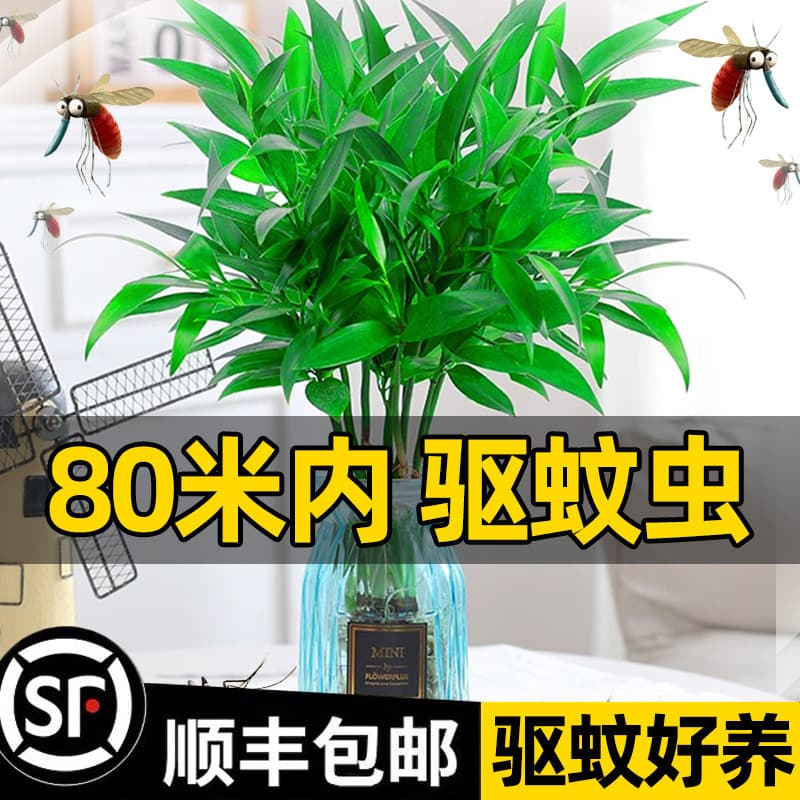 Mosquito-Repelling Bamboo Palm Hydroponic Plant - Indoor Living Room Water Culture Greenery, Office Desktop Year-Round Easy Maintenance