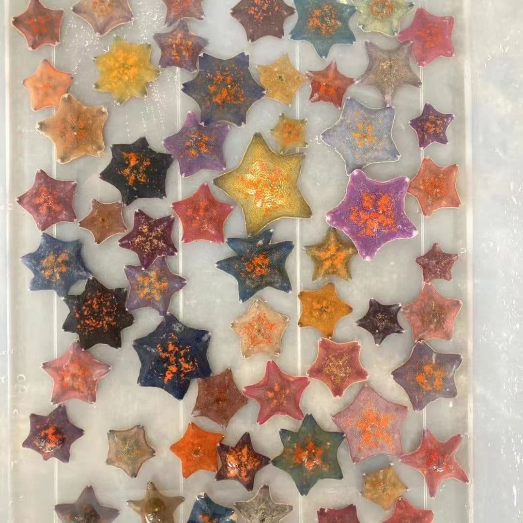【Seagull Starfish】Live Pet Starfish Mini Marine Creature Desktop Patrick Star Petting Kit