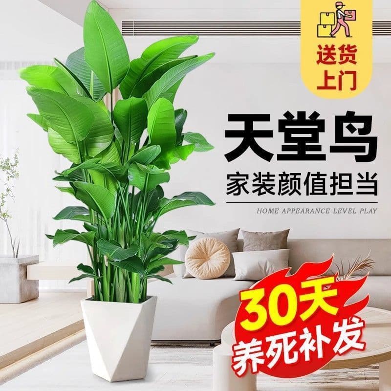 Bird of Paradise Large Potted Plant Living Room Low-Maintenance Large Indoor Plant New Home Formaldehyde Removal Strelitzia Potted Plant