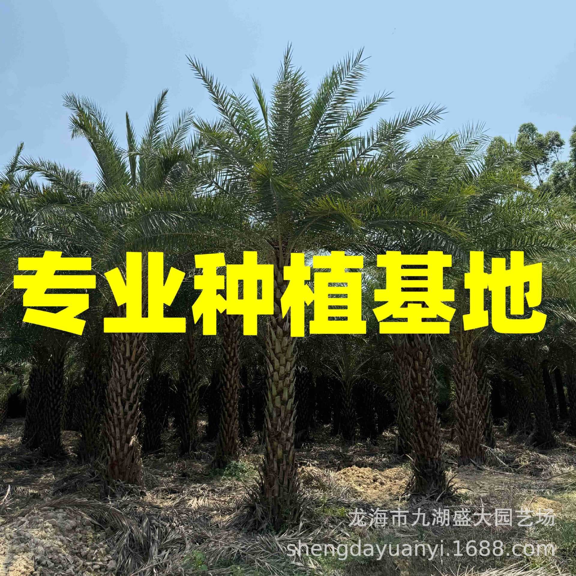 Zhongdong Sea Date Base, 3m trunk height Zhongdong Sea Date tree price, Fujian Silver Sea Date tree quote