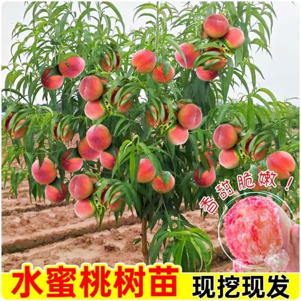 Grafted Peach Saplings, Early-Maturing Peach Saplings, Peach Saplings Planted in the North and South, Peach Saplings That Bear Fruit in the Same Year, Extra-Large Fruit Saplings