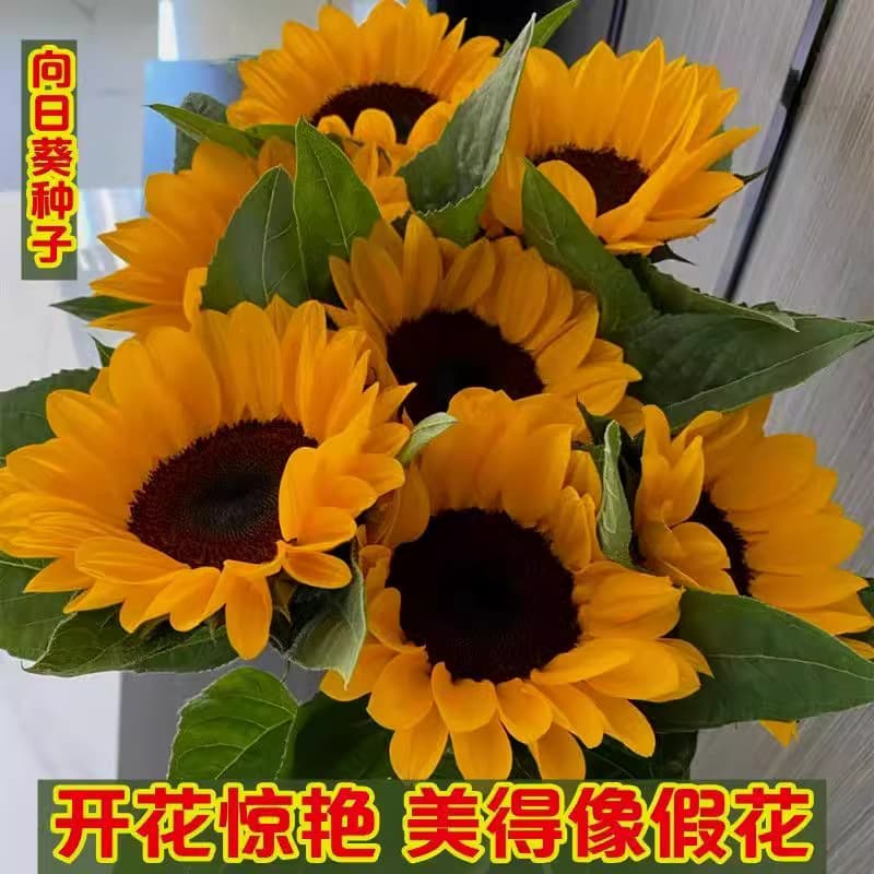 French Edible Sunflower Teddy Bear Lucky Sunflower Red Cut Flower Flower Fairy Color Package Flower Seeds Sunflower