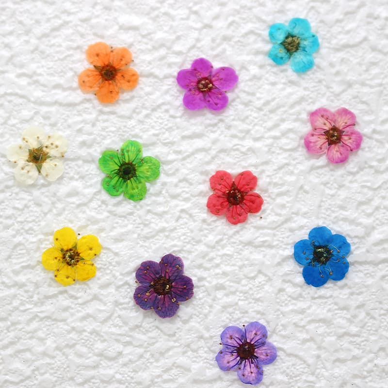 Dried daffodil flowers, pressed flowers, plant specimens, pressed flowers, phone cases, bookmarks, kindergarten crafts, leaf collages, makeup.