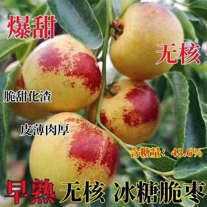 Extra large early-maturing three-generation rock sugar crisp jujube saplings, winter jujube seedlings, potted plants planted in the north and south, cold-resistant and bear fruit in the same year