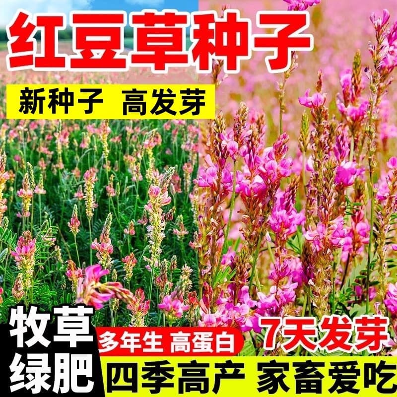 Sainfoin Seeds Perennial High Quality Forage Grass Queen Red Bean Grass Seeds Cold Drought Tolerant Nutrient Rich Non Bloating