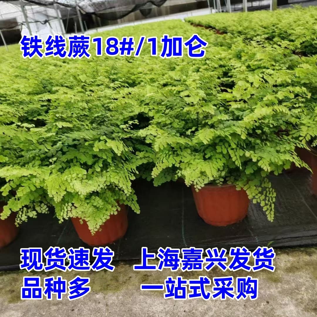 Adiantum capillus-veneris potted plant, perennial foliage fern for indoor flower border landscape, green foliage potted plant