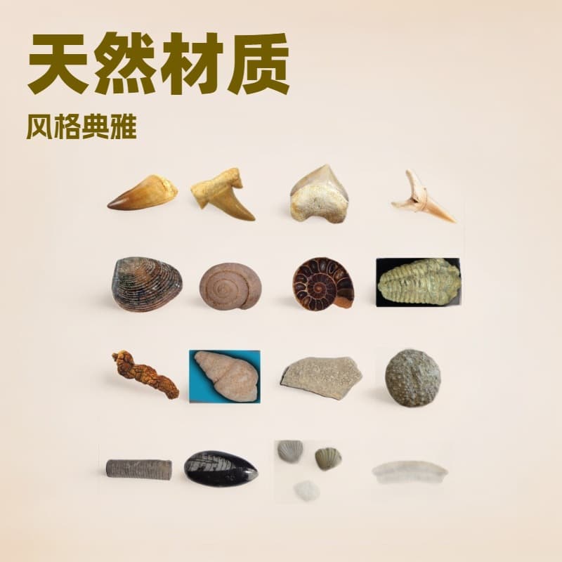 Spot fossil specimens, paleontology fossils, teeth, brachiopod ammonites, orthogonal stones, plant fossils, raw stone teaching specimens
