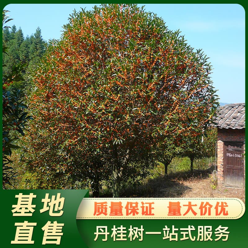 Pucheng Osmanthus 8-9 cm Evergreen Garden Osmanthus Tree Sapling Greening Arbor Wholesale Loading