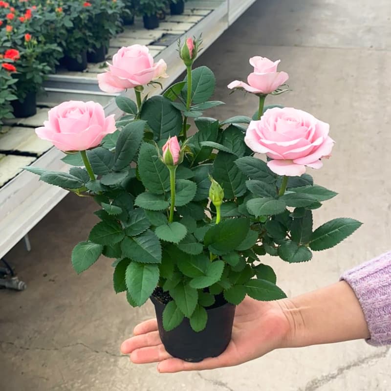 Rose seedling, strong fragrance, extra-large flowers with buds, indoor and outdoor garden balcony potted plant, climbing rose, monthly rose