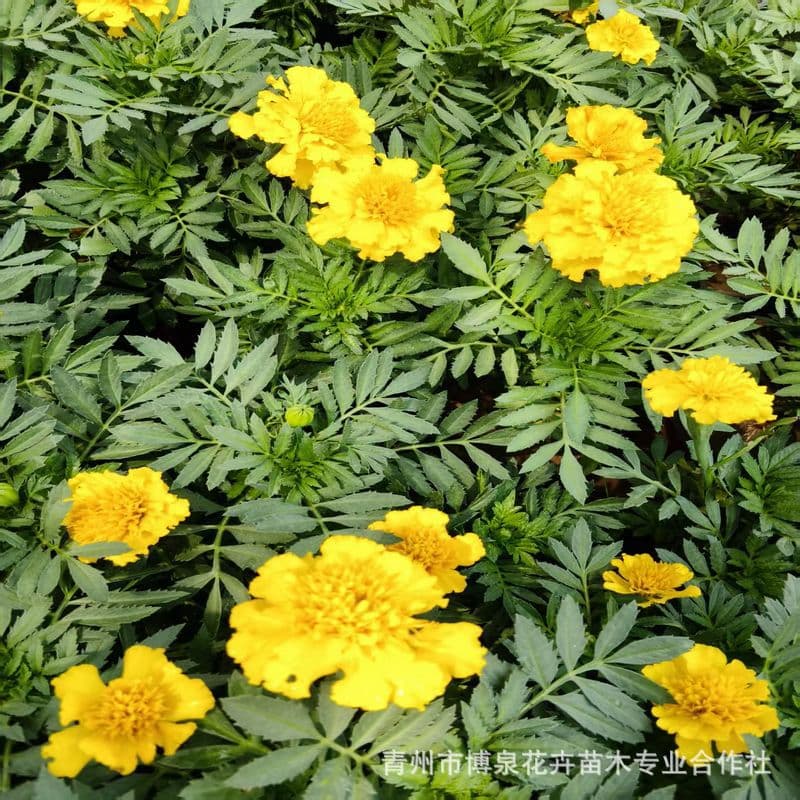 Direct Sales of Large-Flowered Peacock Grass from Seedling Base, Suitable for Planting in All Seasons, Balcony Planting Seedlings, Base Supply, Factory Delivery