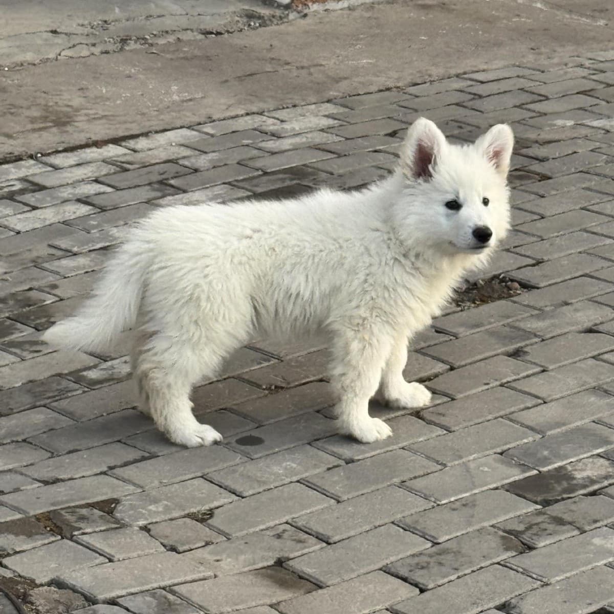 Purebred Swiss Shepherd Puppies Live German Shepherd Guard Dogs Working Dogs Pet Dogs Swiss Shepherd Dogs