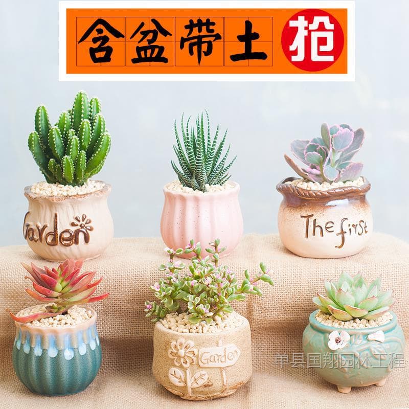 Succulent Pot Indoor New Succulent Plant Set Anti-Radiation Jade Dew Flower Pot Soil Kit Beginner Green Plant Flower