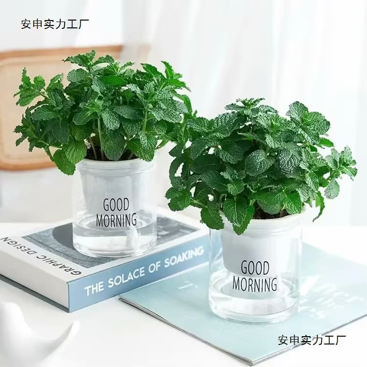 Peppermint Plant Edible Spearmint Easy to Grow Potted Balcony Other Neutral