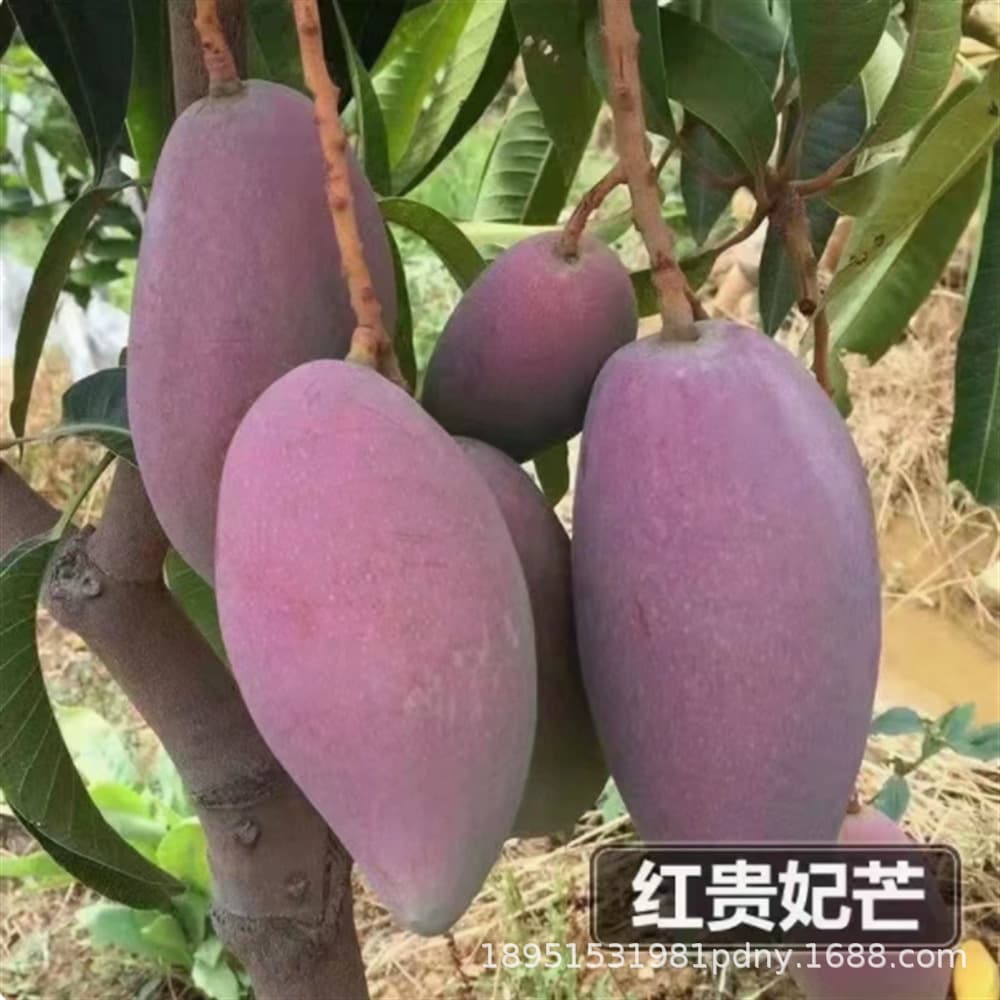Sichuan Panzhihua Kate Mango Seedlings Authentic Grafted Mango Saplings Big Mac Kate Large Mango Saplings Potted Plants