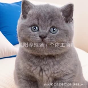 Purebred British Blue Kittens, Maine Coon, Ragdoll, Blue Golden Shaded Cats