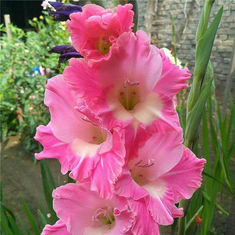 Gladiolus Bulbs 3-Pack, Sword Lily Potted Flower Dutch Perfume Lily Bulbs Seeds Green Plant
