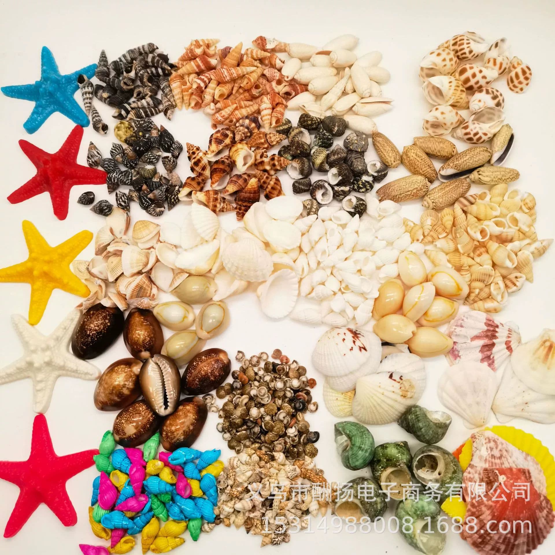 100 kinds of natural shells, conches, handmade materials, diy photo frames, puzzles, jewelry accessories, conch shells, starfish