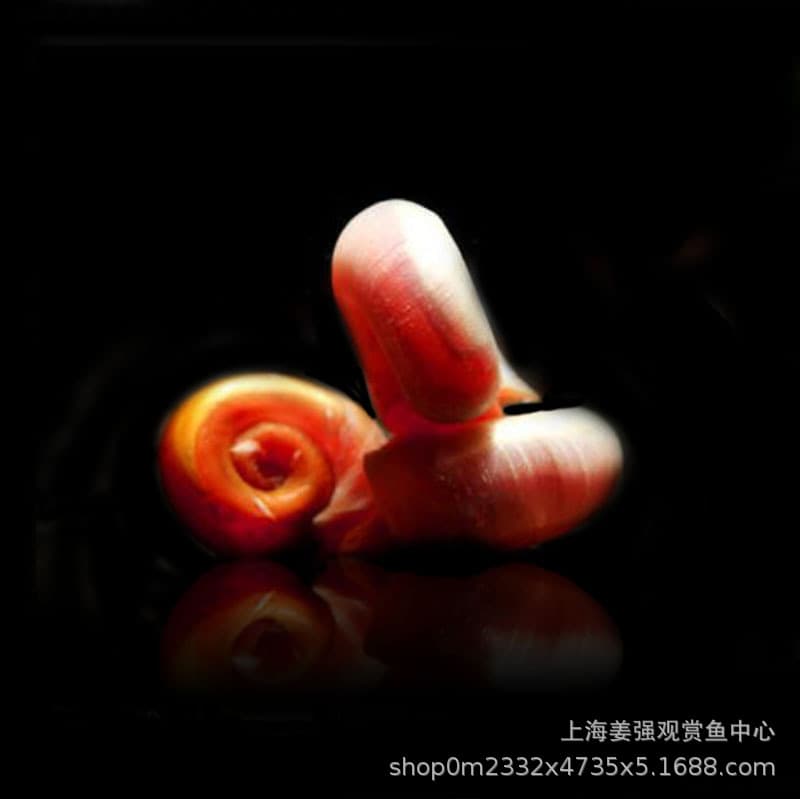 Apple snail aquarium planted tank tools, golden algae remover, ornamental snails, freshwater pet snails, live snail wholesale.