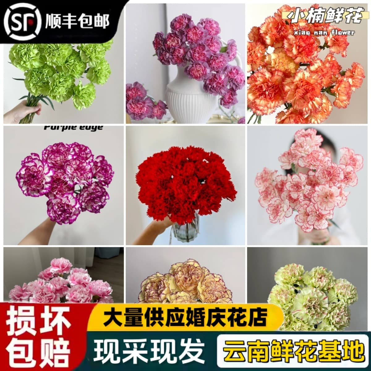 Carnation Fresh Flowers Direct from Yunnan Base, Fresh Cut Flowers, Real Flowers, Dried Flowers, Mother's Day, Teacher's Day Bouquet for Home Use