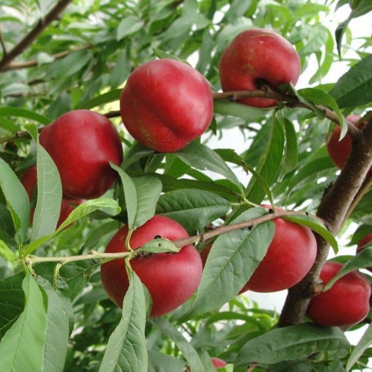 Early-ripening nectarine sapling, extra-large yellow-fleshed peach sapling, honey nectarine sapling, grafted peach sapling, bears fruit the same year