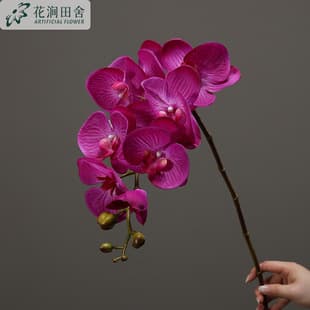 Realistic Touch Preserved Phalaenopsis Orchid, Lifelike Large Orchid Photography Prop, High-End Home Decoration Cross-Border Artificial Flower