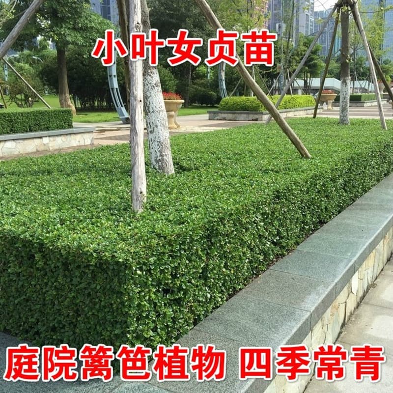 Small Leaf Privet Tree Seedling Evergreen Ball Shaped Green Hedge Garden Villa Community Landscape Construction Seedling