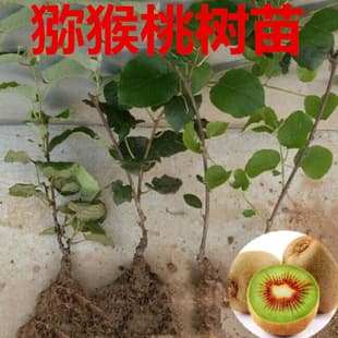 Grafted Kiwi Seedlings Red Heart Xu Xiang Soft Date Kiwi Tree Seedlings Ground Planting Bear Fruit Same Year Southern and Northern Planting Courtyard