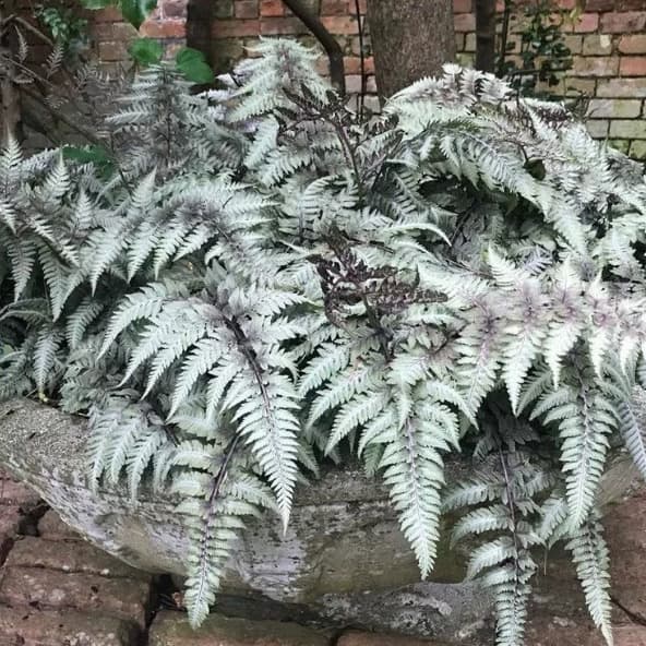 Hoof Fern, Purple Painting Fern, Ghost Fern, Outdoor Courtyard Garden Landscaping, Shade-tolerant, Cold-resistant, Potted Green Plant