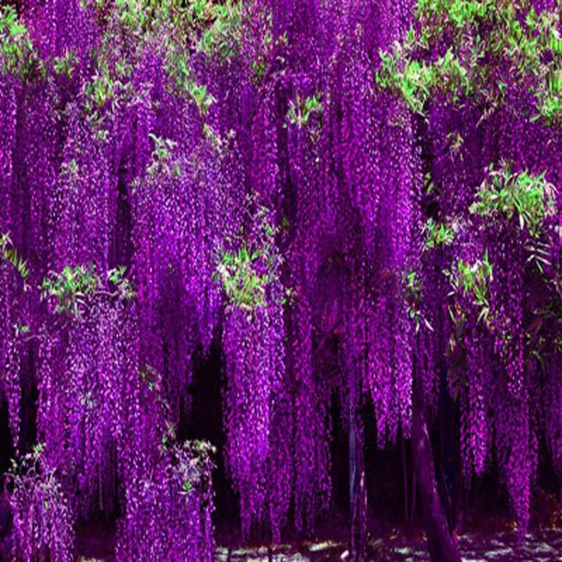 Wisteria saplings, climbing vines, garden fences, year-round flowering potted plants, green plants, flowering vines, wisteria