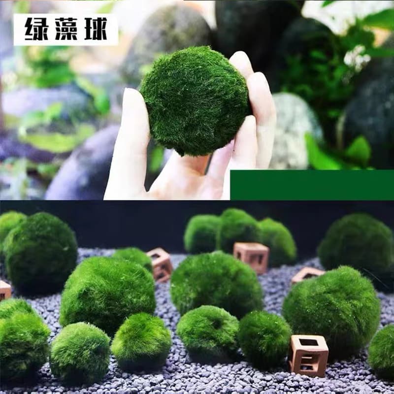 Green algae ball landscaping, seaweed balls, live shade-loving aquatic plants, beginner shrimp keeping, plant fish tank, aquarium, ecosphere decoration